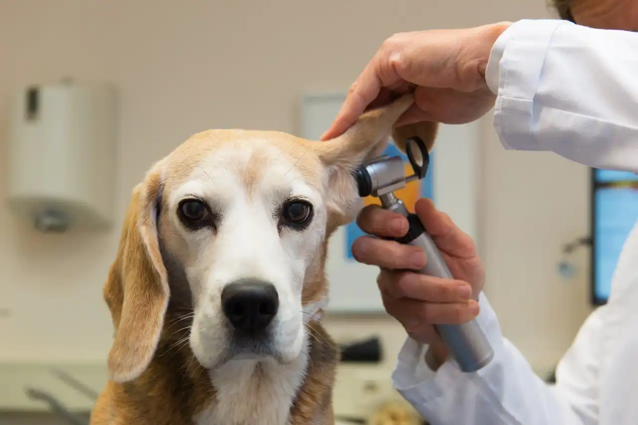 Neurologia Veterinária Landing Hero Bottom Image