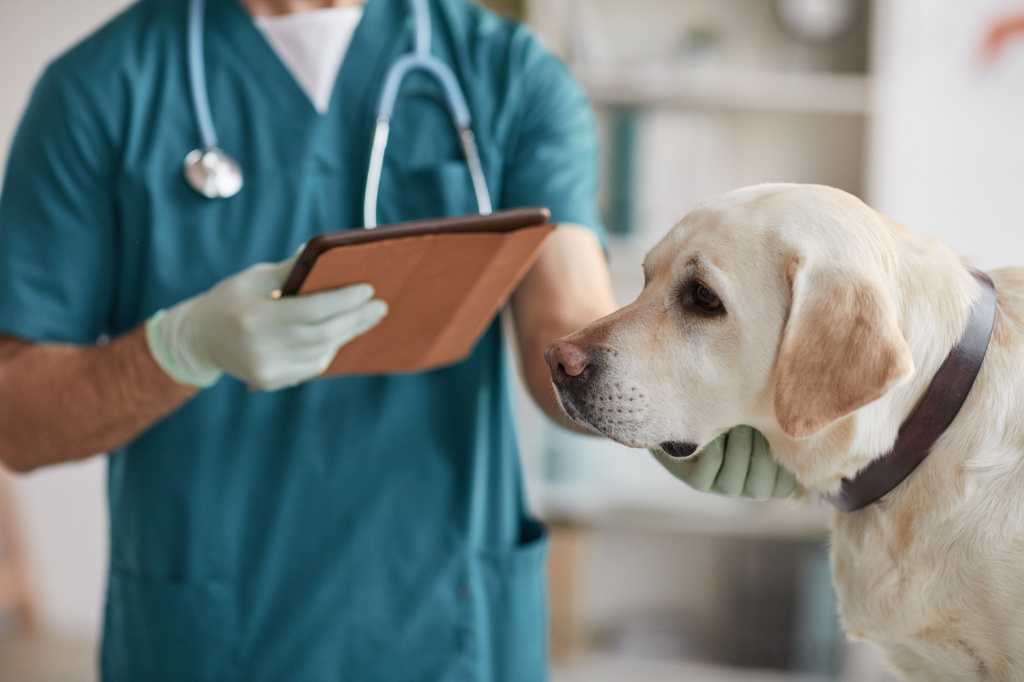 Neurologia Veterinária Landing Hero Top Image